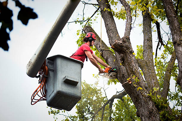 Best Affordable Tree Service  in Medina, WA